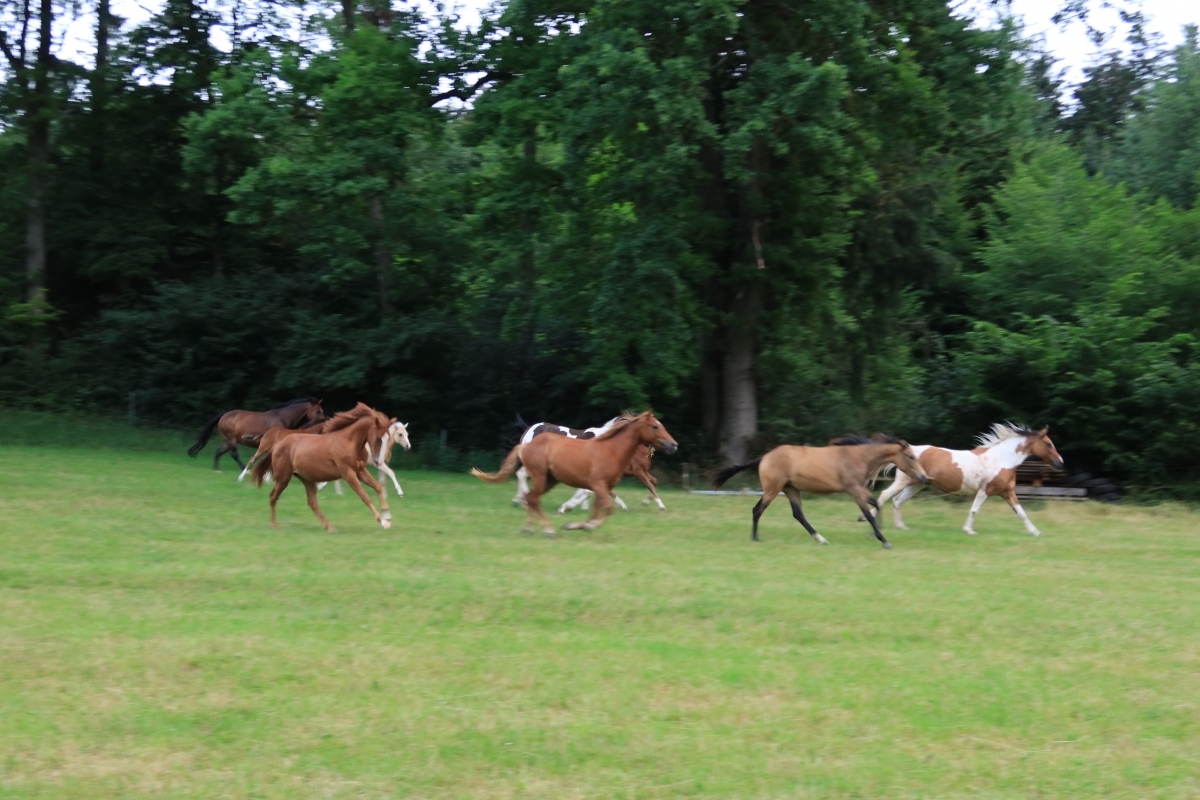 Pferde vom Gehrhofer Stutenvorzugsmilch Betrieb - Naturpark Schwäbisch-Fränkischer Wald