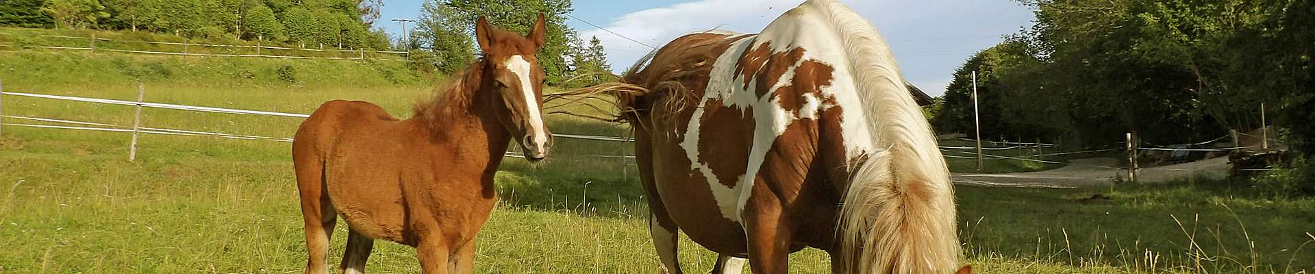 Bio-Vorzugs-Stutenmilch und Stutenmilch-Kosmetik vom Hof zwei Linden im Naturpark Südschwarzwald